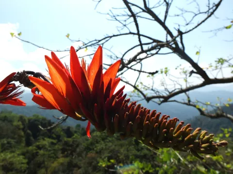 Siddarth Machado · CC BY 4.0 · GBIF