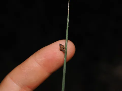 Lucas Christofides · CC BY 4.0 · GBIF
