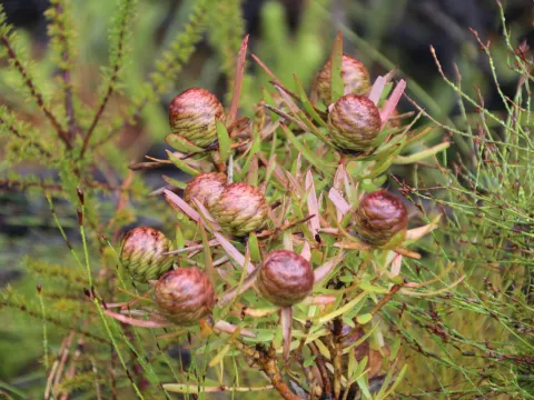 Erwin Sieben · CC0 1.0 · GBIF