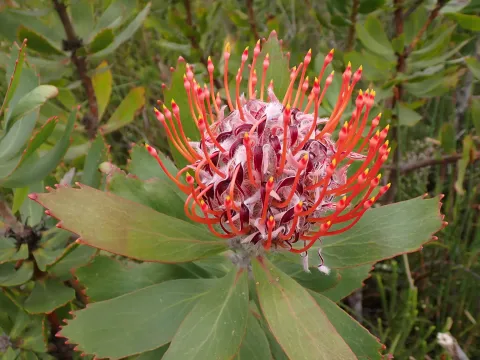 Karen Eichholz · CC BY 4.0 · GBIF