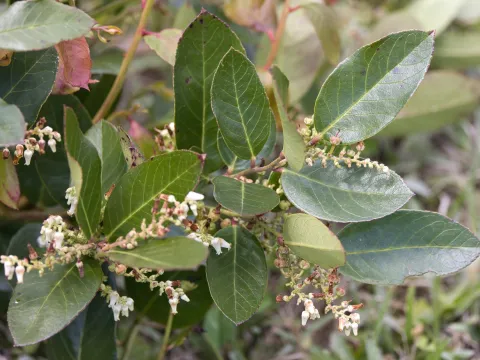 Lauren McLaurin · CC BY 4.0 · GBIF