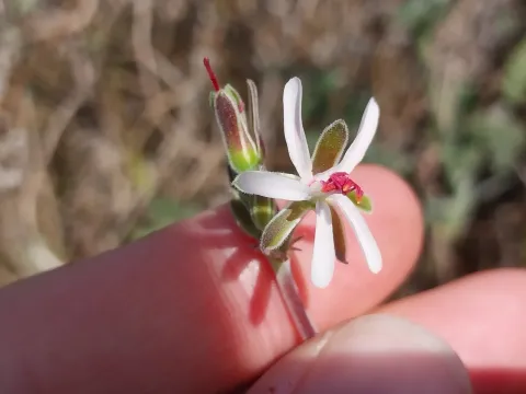 De Waal Hugo · CC BY 4.0 · GBIF