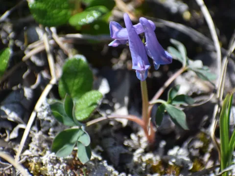 Syd Cannings · CC BY 4.0 · GBIF