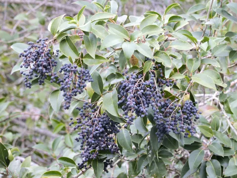 Lauren McLaurin · CC BY 4.0 · GBIF