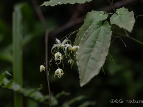 Wang.QG · CC BY 4.0 · GBIF