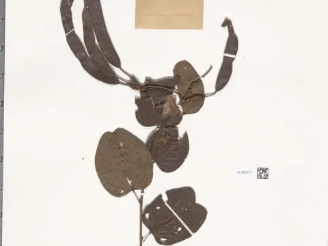 Naturalis Biodiversity Center · CC0 1.0 · GBIF
