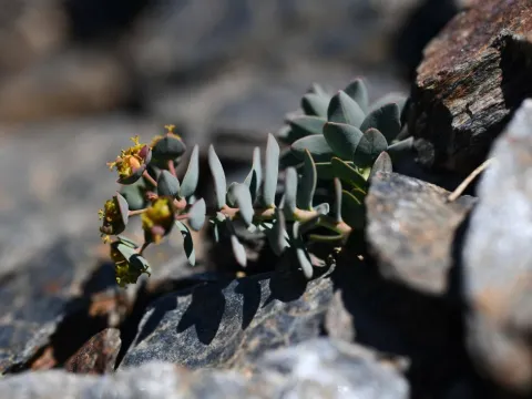 Flavien Saboureau · CC BY 4.0 · GBIF