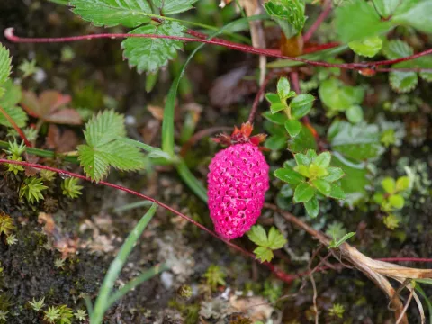 Morten Ross · CC BY 4.0 · GBIF