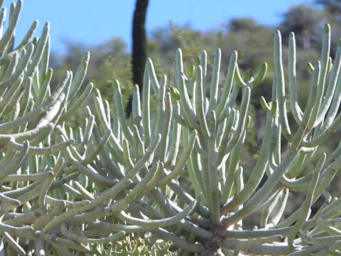 amantedarmanin · CC BY 4.0 · GBIF