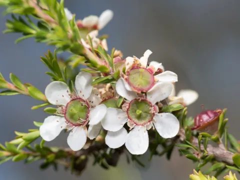Bruce Cathie · CC BY 4.0 · GBIF