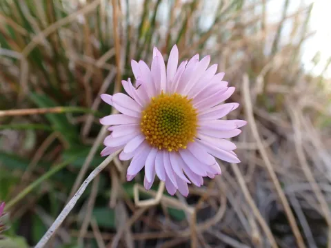 Sean Vanderluit · CC BY 4.0 · GBIF