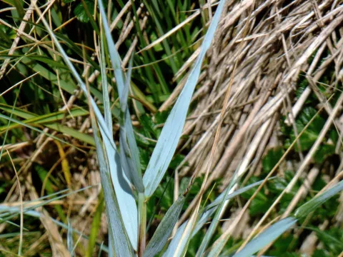 Hugo Hulsberg · CC0 1.0 · GBIF