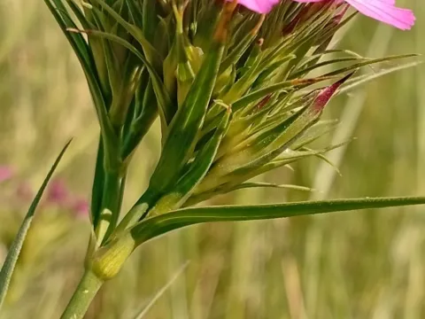 Svitlana Kyiak · CC0 1.0 · GBIF