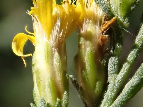 John Cowles · CC0 1.0 · GBIF