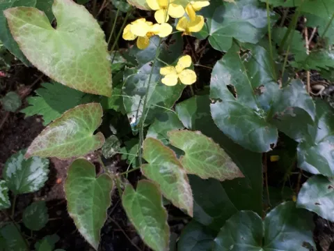 Markus Krieger · CC BY 4.0 · GBIF