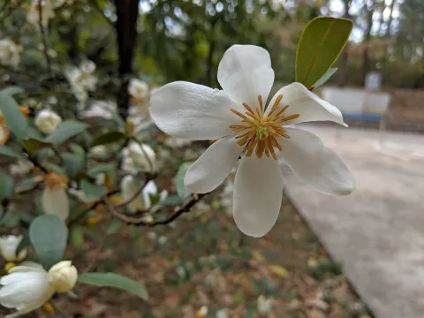 Jiao Sun (孙娇) · CC BY 4.0 · GBIF