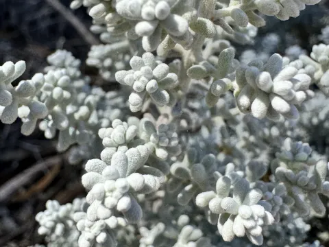 pimelea · CC BY 4.0 · GBIF