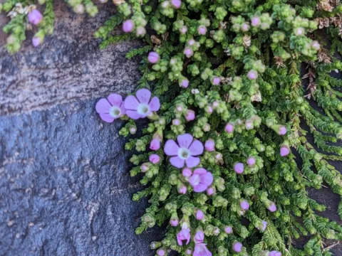 Todd Boland · CC BY 4.0 · GBIF