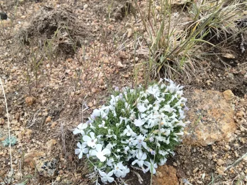 Carolyn Koehn · CC BY 4.0 · GBIF