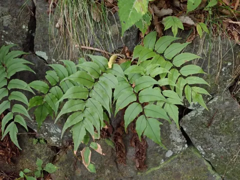 Yoshihiro Tokue · CC BY 4.0 · GBIF