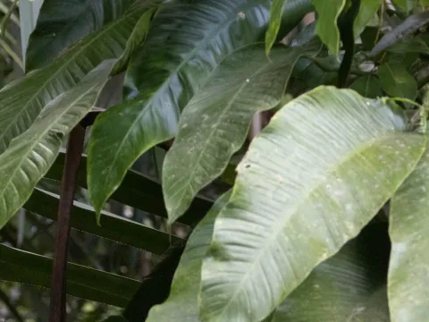 avocat · CC BY 4.0 · GBIF