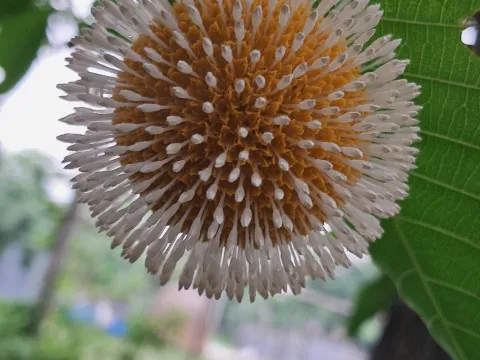 Sandipan Das · CC BY 4.0 · GBIF