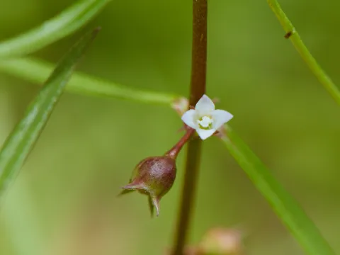 Cheng-Tao Lin · CC BY 4.0 · GBIF