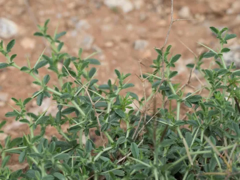 Daniel Cahen · CC BY 4.0 · GBIF
