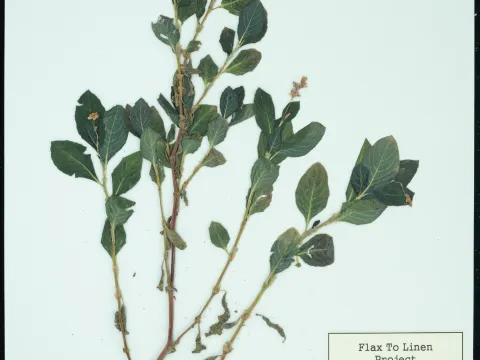Albion R. Hodgdon Herbarium, University of New Hampshire · CC0 1.0 · GBIF