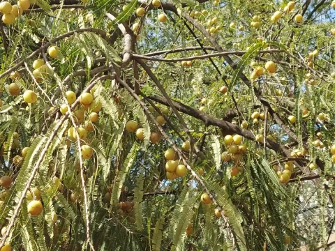 Raja Sekhar Chimirala · CC BY 4.0 · GBIF