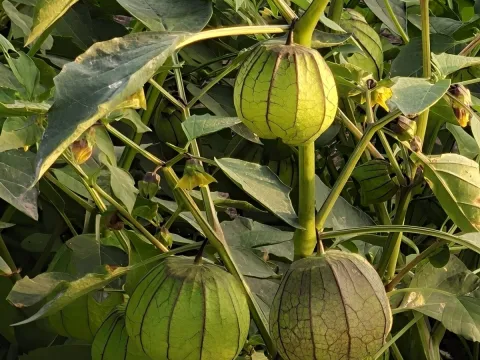 Sinaloa Silvestre · CC0 1.0 · GBIF