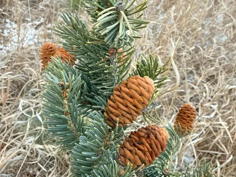 Jane Weeden · CC BY 4.0 · GBIF
