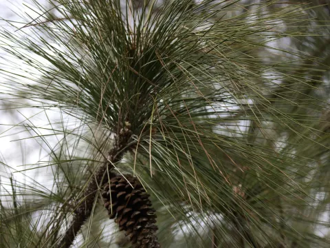 Lauren McLaurin · CC BY 4.0 · GBIF