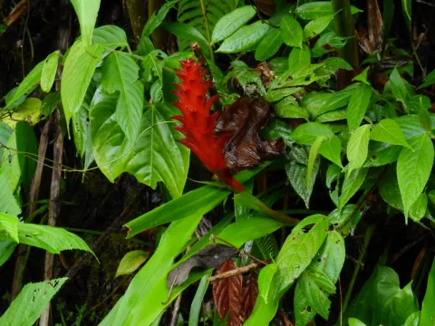 Esteban Poveda · CC BY 4.0 · GBIF