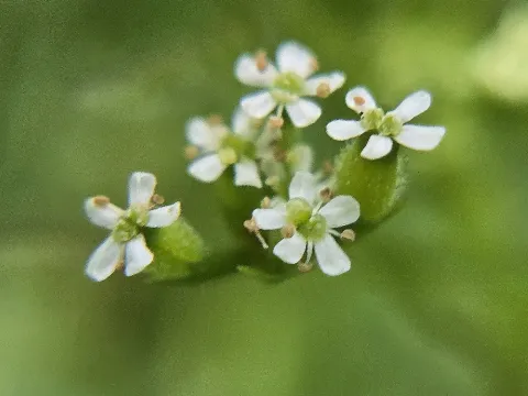 Cristhian Mace · CC BY 4.0 · GBIF