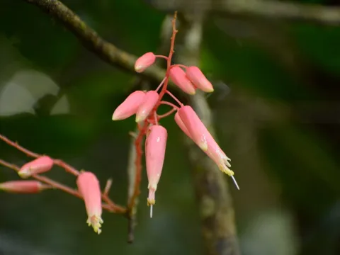 Siddarth Machado · CC BY 4.0 · GBIF