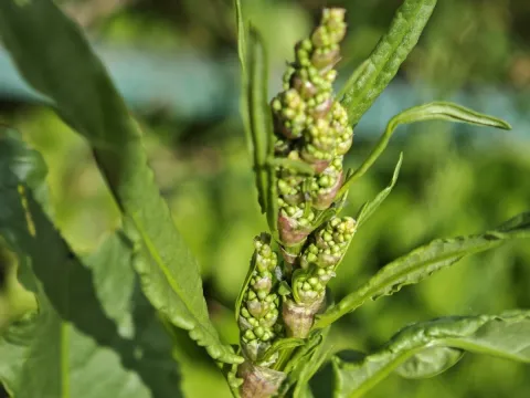 Igor Balashov · CC BY 4.0 · GBIF
