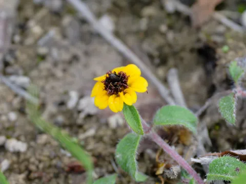 Corey Farwell · CC BY 4.0 · GBIF