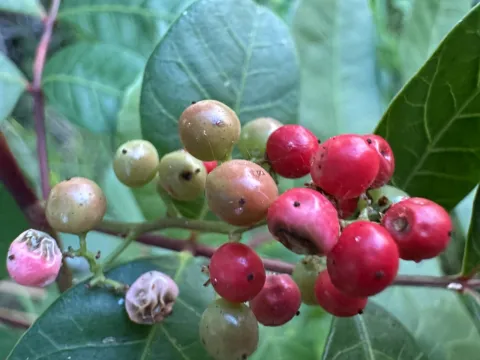 Jill DeVito, PhD · CC0 1.0 · GBIF