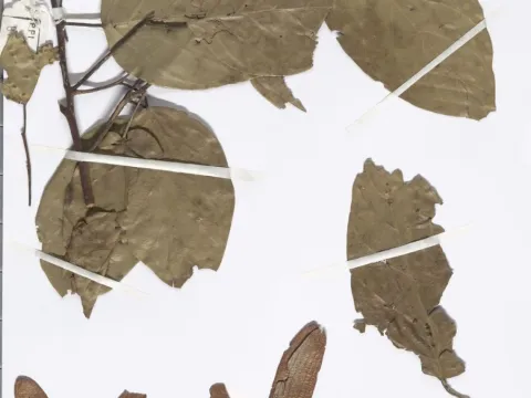 Naturalis Biodiversity Center · CC0 1.0 · GBIF
