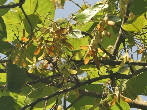 Sagnik Dutta Roy · CC BY 4.0 · GBIF