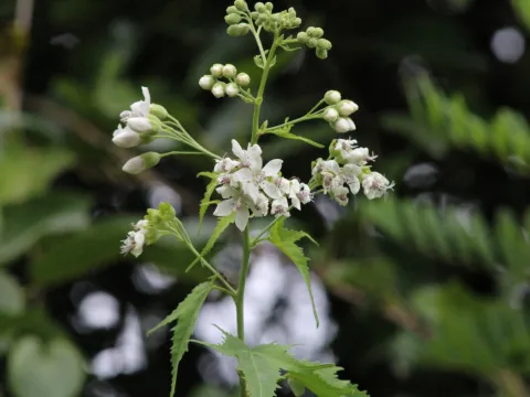 daksu · CC BY 4.0 · GBIF