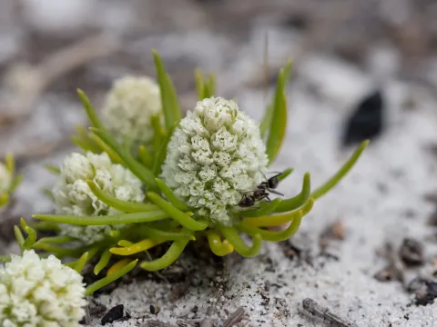 Kym Nicolson · CC BY 4.0 · GBIF