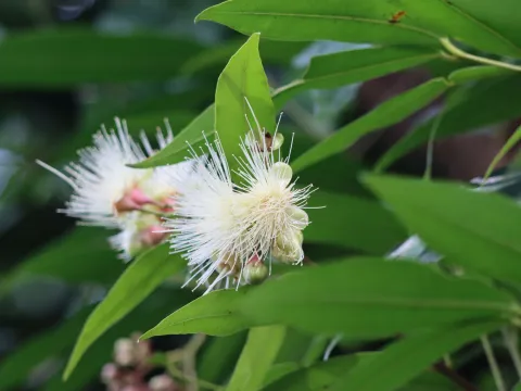 amantedarmanin · CC BY 4.0 · GBIF