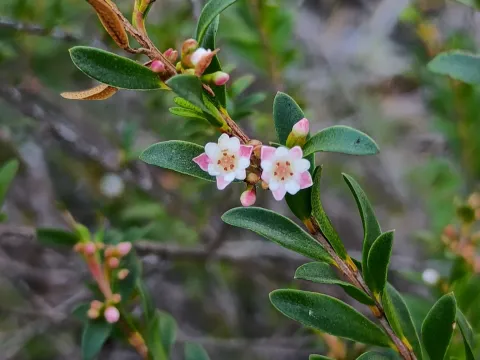 grampianshiker · CC BY 4.0 · GBIF