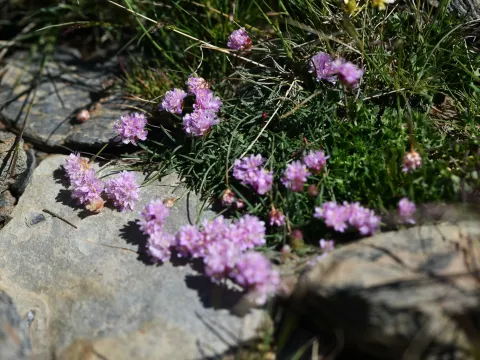 Flavien Saboureau · CC BY 4.0 · GBIF
