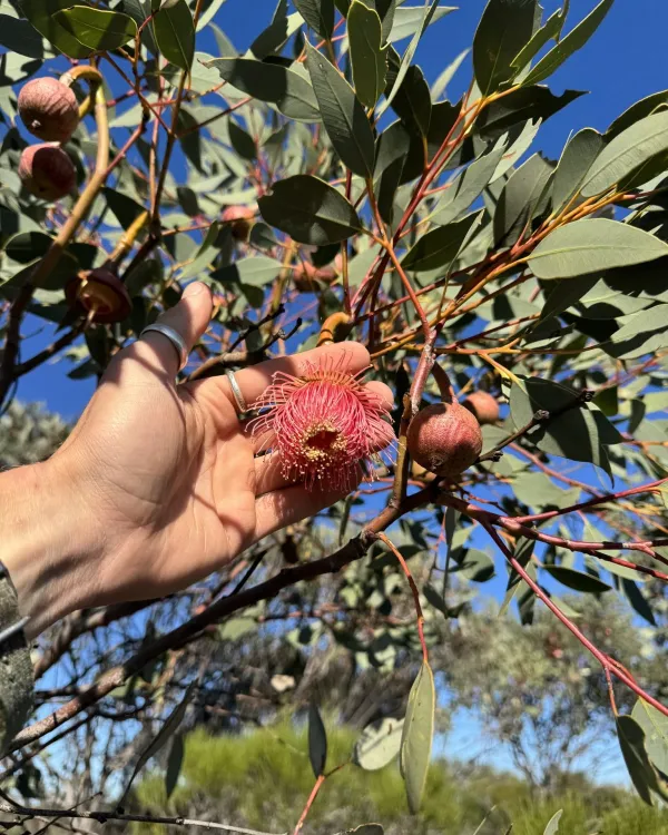 Pear-fruited giant eucalyptus