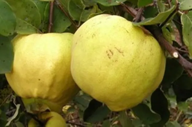 Yellow quince fruits on a branch - CRIMEA EARLY