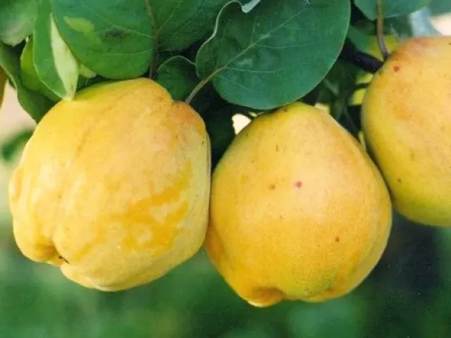 Muskat