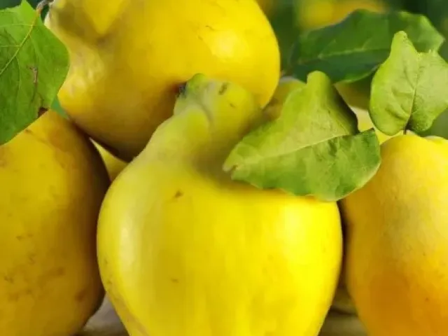 Урожайная кубанская (Олимпийская)